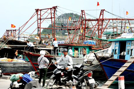 Ngư dân đưa tàu, thuyền vào nơi tránh trú bão.