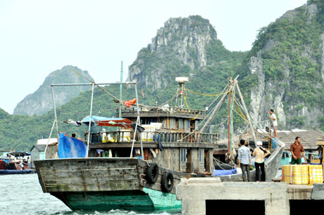 Tàu, thuyền về nơi tránh trú bão.