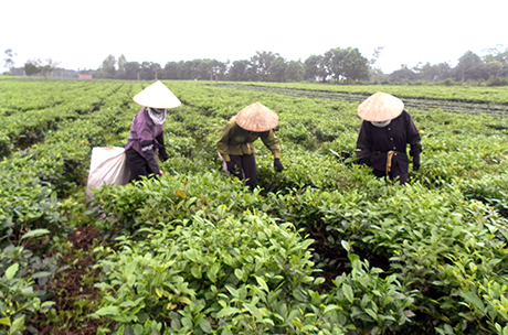 Mô hình chuyển đổi 10ha chè ở thôn 8, xã Quảng Long (Hải Hà).