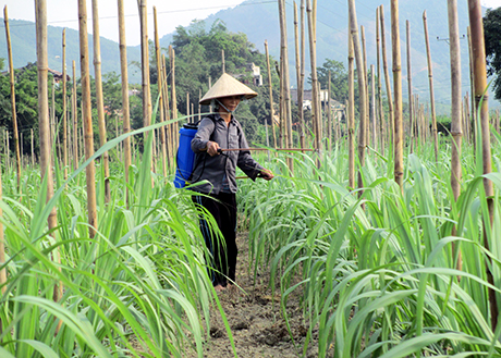 Người dân thôn 1, xã Quảng Chính (Hải Hà), chăm sóc cây mía tím.