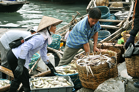Thuỷ sản khai thác được ngư dân đưa về cảng Cái Rồng (Vân Đồn) tiêu thụ.