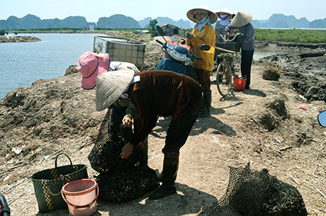 Người dân xã Hoàng Tân đang thu hoạch hà trên “Cánh đồng chuông gió”.