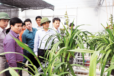Đồng chí Đặng Huy Hậu, Phó Chủ tịch UBND tỉnh kiểm tra dự án trồng hoa chất lượng cao tại huyện Hoành Bồ - sản phẩm đã được đăng ký nhãn hiệu tập thể từ năm 2011.