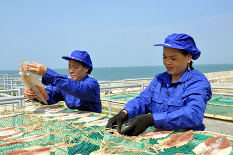 Phơi mực trên giàn phơi tại cơ sở chế biến mực ống Cô Tô của gia đình chị Phạm Thị Măng.