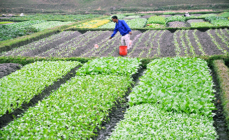 Trồng rau an toàn theo quy trình Viet GAP tại phường Cộng Hoà (Quảng Yên).
