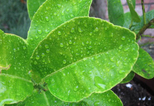 Lá chanh chống lại vi trùng gây bệnh xoang hiệu quả.