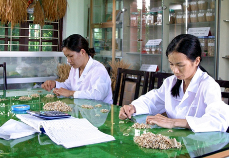 Theo dõi, đánh giá chất lượng hạt giống tại Công ty CP Giống cây trồng Quảng Ninh.