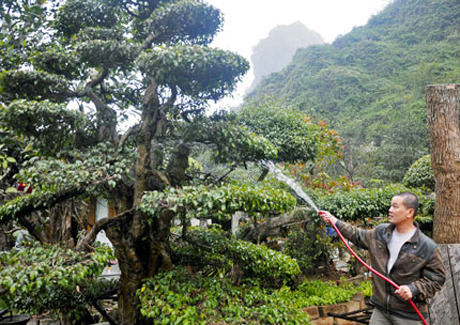 Dù cây cảnh đã bán khó khăn hơn nhưng hàng ngày anh Trần Quang Hanh vẫn phải chăm bón cây đều đặn