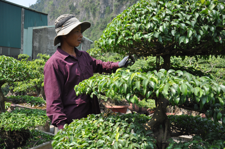 Các lao động vẫn hàng ngày phải tỉa cây để giữ dáng