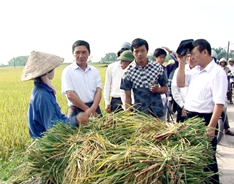 Tham quan mô hình cánh đồng mẫu lớn tại thôn Trung (xã Đồng Rui, Tiên Yên).