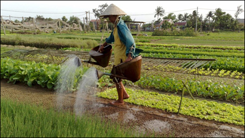 47% lực lượng lao động vẫn làm nông nghiệp, sống chủ yếu ở nông thôn (Ảnh: Doanh nhân Online)