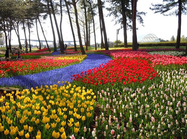 Với hơn 170 giống tulip, nơi đây giống như chiếc thảm đầy màu sắc.
