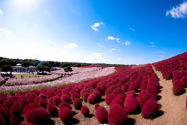 Cả ngọn đồi được bao phủ bởi Cosmos và Kochia.