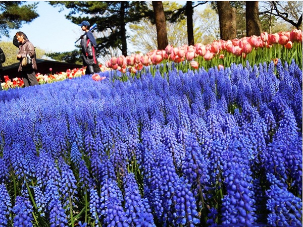 Vườn hoa chuông xanh được trồng bên cạnh những bông hoa tulip, thủy tiên. Cánh hoa có màu tím hòa với sắc xanh pha chút trắng tạo nên hiệu ứng tuyệt đẹp.