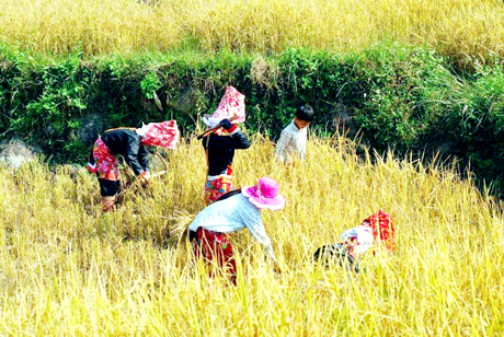 Người dân xã Tình Húc (huyện Bình Liêu) thu hoạch lúa vụ mùa 2013.