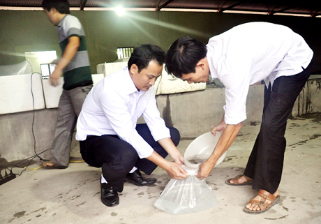 Cán bộ Trung tâm Khoa học kỹ thuật và Sản xuất giống thuỷ sản Quảng Ninh tiến hành ngâm cá rô phi giống vào dung dịch hoóc-môn.