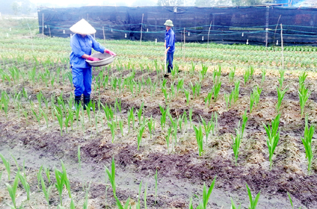 Gia đình ông Nguyễn Văn Sáu, thôn Tân Tiến, xã Lê Lợi đang chăm sóc hoa dơn.