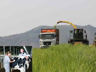 Cảnh thu hoạch thức ăn cho bò này ở trên cánh đồng Việt Nam (ảnh lớn), Người nước ngoài làm thuê cho trang trại bò sữa (ảnh nhỏ). Ảnh: Bảo An.