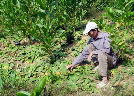 Nhiều hộ dân ở thôn Lò Vôi (xã Nam Sơn) đã xoá được nghèo từ trồng thâm canh cây địa liền trên đồi keo.