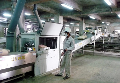 Các DN xuất, nhập khẩu trên địa bàn năm nay khá cân nhắc khi vay vốn bằng VND hay ngoại tệ vào thời điểm cuối năm. (Ảnh: Dây chuyền đóng bì sản phẩm tại Công CP Xi măng Thăng Long).