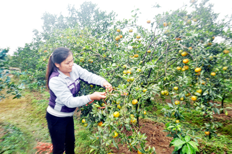 Bà Nguyễn Thị Liên thôn Cửa Phúc, xã Việt Dân, huyện Đông Triều đang chăm sóc cây cam Canh.