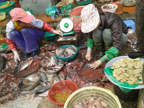 Chứng kiến cảnh làm thịt cá tưởng chừng không ai dám mua nhưng thực tế cá làm xong đều có mối đến thu gom hết.