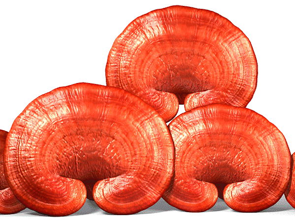Thường được dùng dưới dạng linh chi thô 3-6g, hãm uống thay trà mỗi ngày 2 lần hoặc các dạng đã được bào chế như: viên nang, trà tan, cao lỏng, thuốc nước theo chỉ định của thầy thuốc.