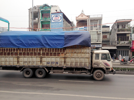 Những chiếc xe này bất chất nguy hiểm cơi thành chở dăm gỗ cao ngút.