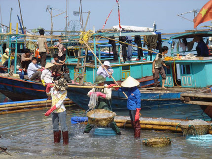 Ngư dân khai thác sứa tại Cô Tô.
