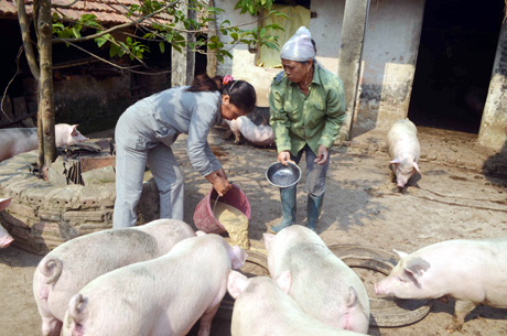 Chị Phạm Thị Hiền (bên trái) đang trao đổi với chị Trần Thị Thắm về việc nuôi lợn nái Móng Cái.