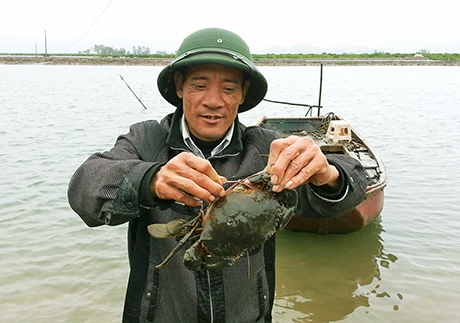 Ông Lê Văn Kỷ thu hoạch cua thương phẩm tại đầm của gia đình.