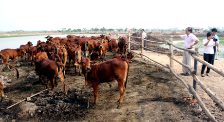 Trang trại chăn nuôi bò kết hợp nuôi trồng thuỷ sản của gia đình anh Nguyễn Văn Phú, thôn Nhuệ Hổ, xã Kim Sơn (Đông Triều) cho thu nhập vài trăm triệu đồng mỗi năm.
