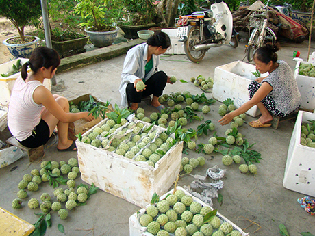 Xây dựng thương hiệu cho nông sản có tác động rất lớn đến nhóm tiêu chí kinh tế - tổ chức sản xuất của chương trình xây dựng NTM. (Ảnh: Thu hoạch na dai ở Việt Dân, Đông Triều).