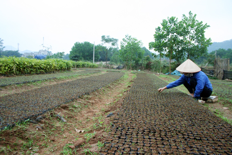 Nông dân huyện Ba Chẽ ươm keo giống. Ảnh: Hữu Việt