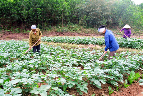 Nông dân xã Đạp Thanh (Ba Chẽ) chăm sóc cây vụ đông.
