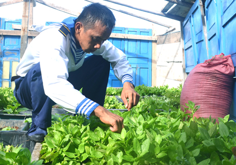 Các chiến sĩ đảo Phan Vinh B thì rất chăm chút vườn rau của mình và thường xuyên nhặt tỉa lá rau khô già, diệt côn trùng hại rau để đảm bảo cây rau được sinh trưởng tốt nhất.