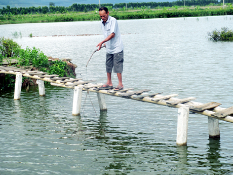 Ao nuôi tôm thẻ chân trắng của hộ ông Nguyễn Văn Ký ở khu Núi Gạc, phường Yên Thanh, TP Uông Bí.