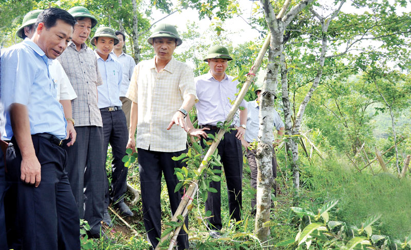Đồng chí Nguyễn Văn Đọc, Bí thư Tỉnh uỷ, Chủ tịch HĐND tỉnh cùng đoàn công tác của tỉnh thăm mô hình trồng cây ba kích dưới tán rừng của doanh nghiệp Đức Minh tại xã Kỳ Thượng, ngày 3-6-2015. Ảnh: Minh Thu