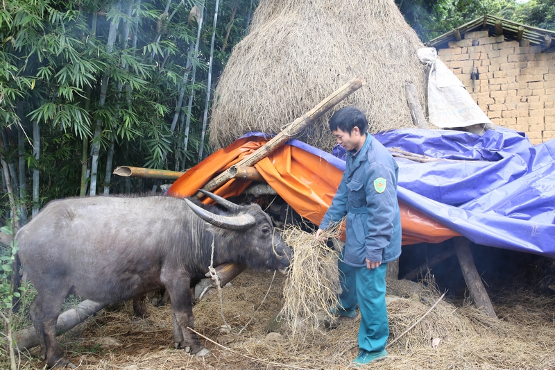 Đến thời điểm hiện tại đàn trâu trên địa bàn huyện Bình Liêu đã được đưa về chuồng và chăm sóc cẩn thận hơn.