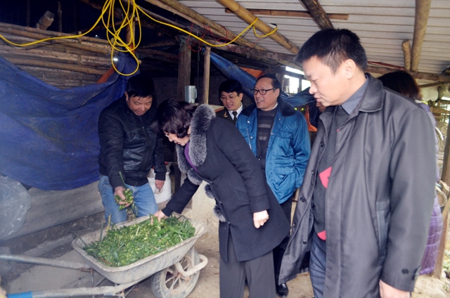 Đồng chí Vũ Thị Thu Thủy, Phó Chủ tịch UBND tỉnh kiểm tra tình hình phòng chống rét tại Quảng Sơn, Hải Hà