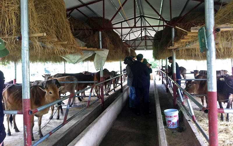 Người dân xã Dực Yên (Đầm Hà) chống rét cho đàn gia súc (Ảnh: Mai Thắm, Đài Đầm Hà)