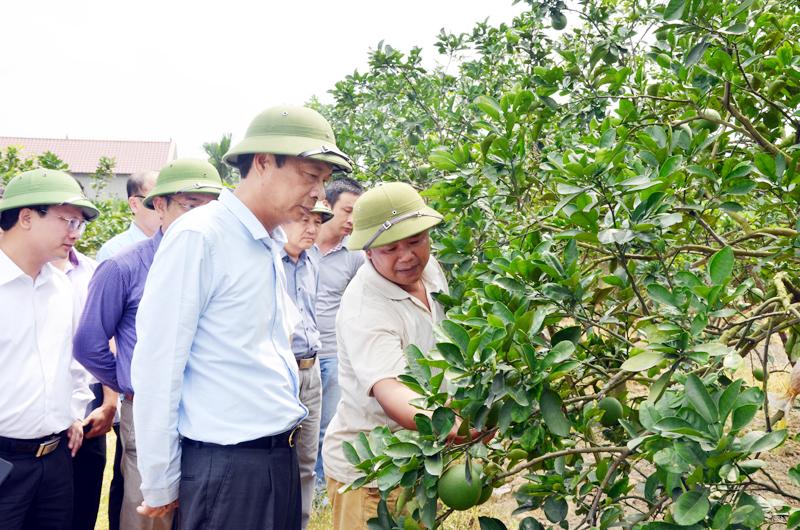 Bí thư Tỉnh uỷ Nguyễn Văn Đọc thăm mô hình vườn mẫu trồng cam, bưởi của hộ ông Nguyễn Văn Hạnh (thôn Đồng Ý, xã Việt Dân, TX Đông Triều). Ảnh: Phương Thuý