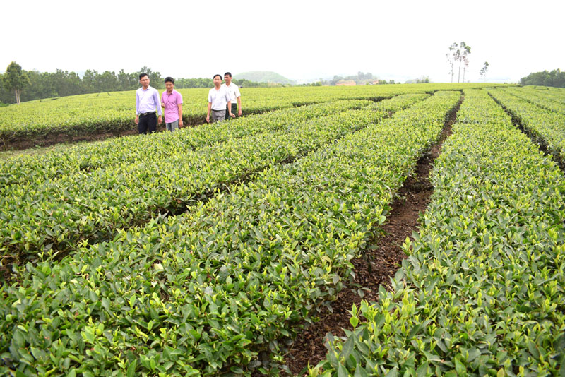 Đồi chè ở vườn mẫu của anh Chung được nhiều du khách lựa chọn để chụp tấm ảnh kỷ niệm