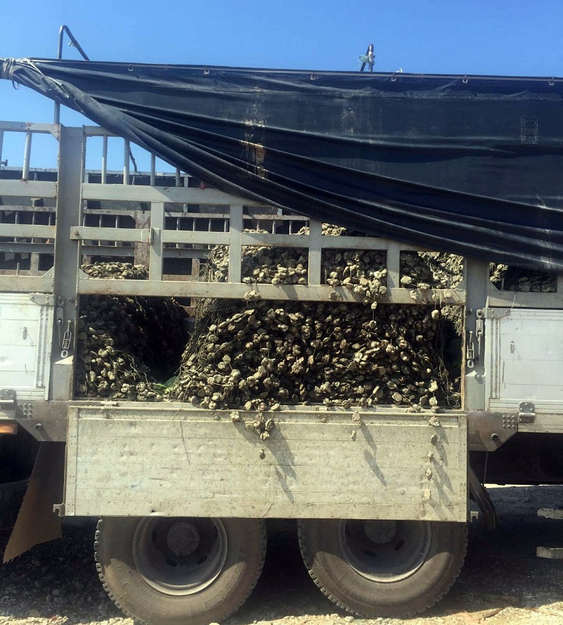 Phương tiện vận chuyển hàu giống do Phòng Cảnh sát môi trường Công an tỉnh tạm giữ (Ảnh: Phòng CS Môi trường CA tỉnh).
