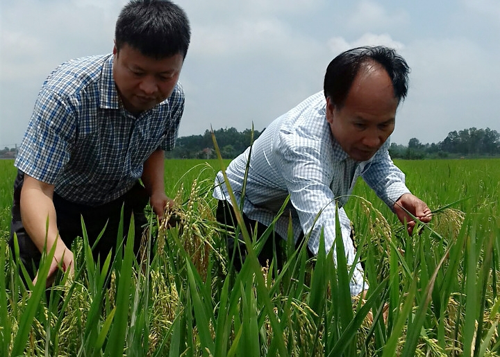 Cán bộ Sở NN&PTNT kiểm tra tình hình lúa nhiễm bệnh đạo ôn tại xã Sông Khoai, TX Quảng Yên