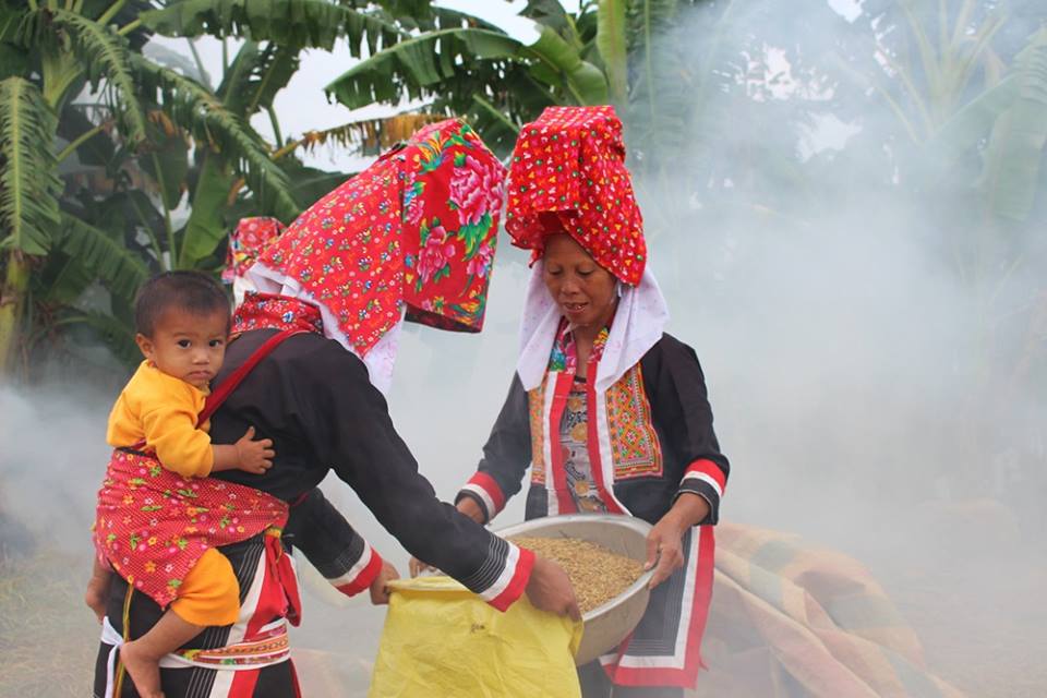 Bà con người Dao Thanh Phán ở Phạt Chỉ trong ngày mùa.