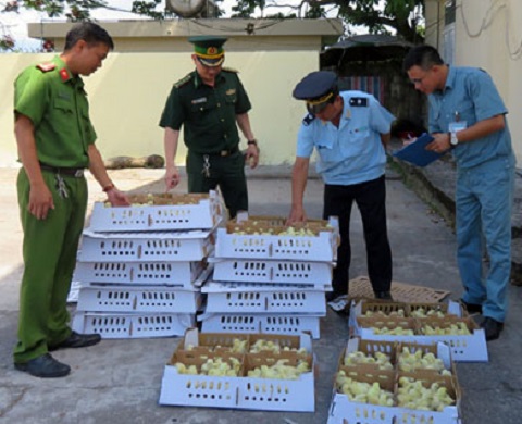 Số gà con giống do Tổ công tác kiểm tra thu giữ.