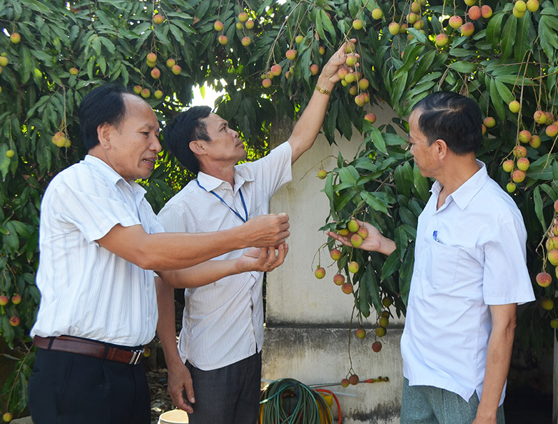 Mùa vài chín sớm Phương Nam năm nay được mùa những rớt giá