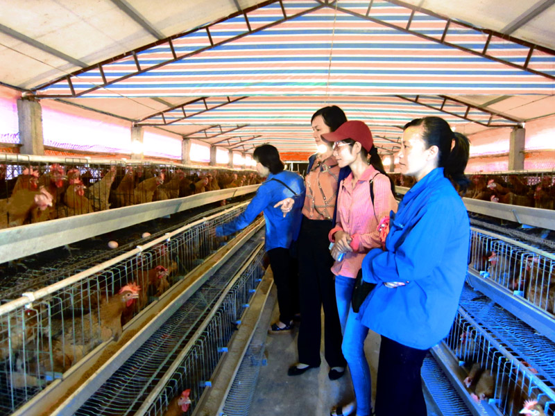 Tham quan trang trại gà Tiên Yên của cơ sở Phúc Long.