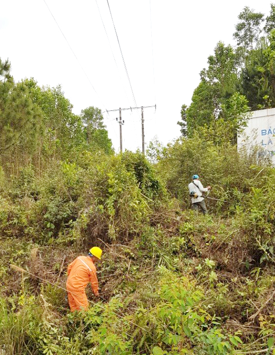 Điện lực Bình Liêu phát quang hành lang tuyến hạ thế, trung thế 35kV, đảm bảo không có cây cao trong hành lang.
